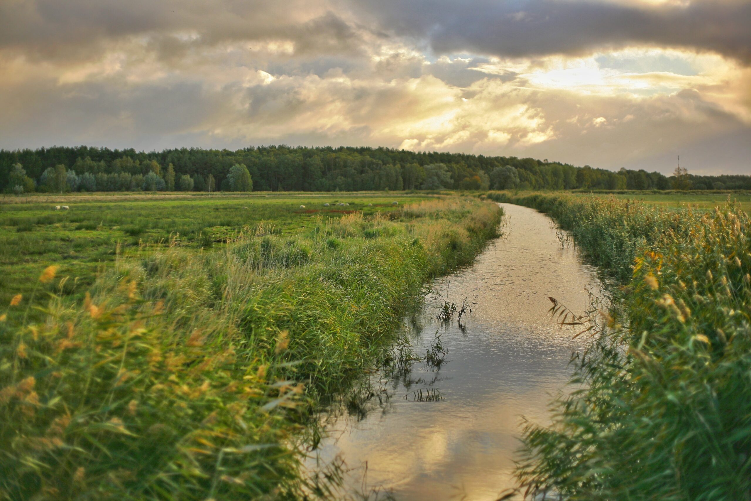 River flowing through a meadow, pine trees in the distance, sun breaking through the clouds