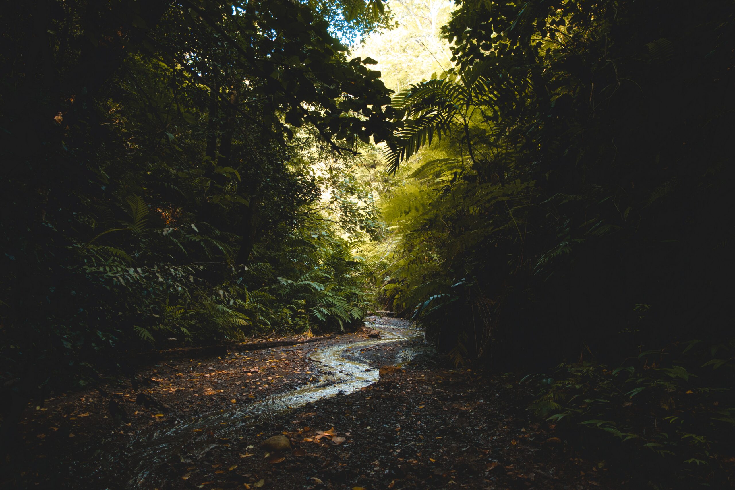 A path through thick woods with the sun shining through the trees in the distance